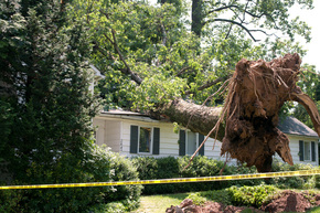 tree felling dallas Tree Service Dallas
