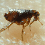 pest control bedbugs dallas ABC Home & Commercial Services