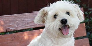 Peppa an adoptable dog at Operation Kindness | North Texas' Leading No-Kill Animal Shelter and Animal Adoptions