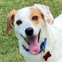 adopt border collie dallas SPCA of Texas' Jan Rees-Jones Animal Care Center