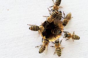 pure bee honey stores dallas Bee Safe Bee Removal