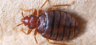 cockroach pest control dallas Sureguard Termite & Pest Services of Dallas