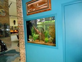 fish stores dallas Tidy Waves Aquarium Service