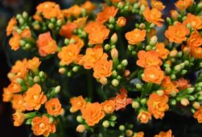 cheap plants dallas Ruibal's Plants of Texas -Whiterock