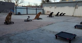 dog handlers in dallas Sit Means Sit Dog Training