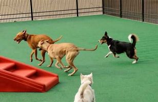 canine day care dallas All American Pet Resorts Dallas