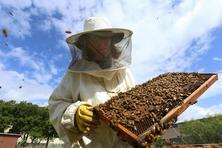 pure bee honey stores dallas Nottingham Bees, LLC