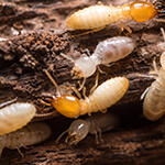 termites dallas ABC Home & Commercial Services