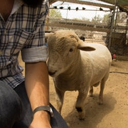 animal farms in dallas Oba Farms Mobile Petting Zoo
