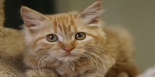places to adopt cats in dallas Sachse Animal Shelter