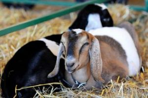 animal farms in dallas Oba Farms Mobile Petting Zoo
