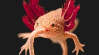 exotic animals stores dallas Axolotl Planet (Appointment Required)
