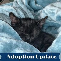 places to adopt cats in dallas Humane Society of Dallas, aka Dog n Kitty City
