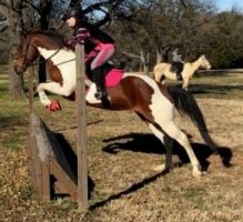 pony riding places in dallas Galaxy Riding School
