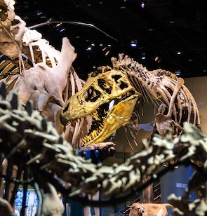 tours museum dallas Perot Museum of Nature and Science