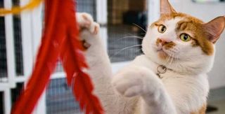 Adoptable cat in cat adoption rooms at Operation Kindness | North Texas' Leading No-Kill Animal Shelter and Animal Adoptions